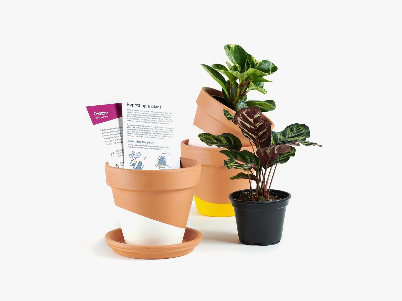 Plants in pots
